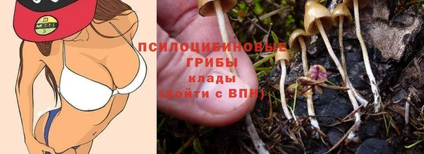 прущие грибы Абинск